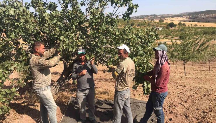 Besni’de Antep Fıstığı hasadı başladı