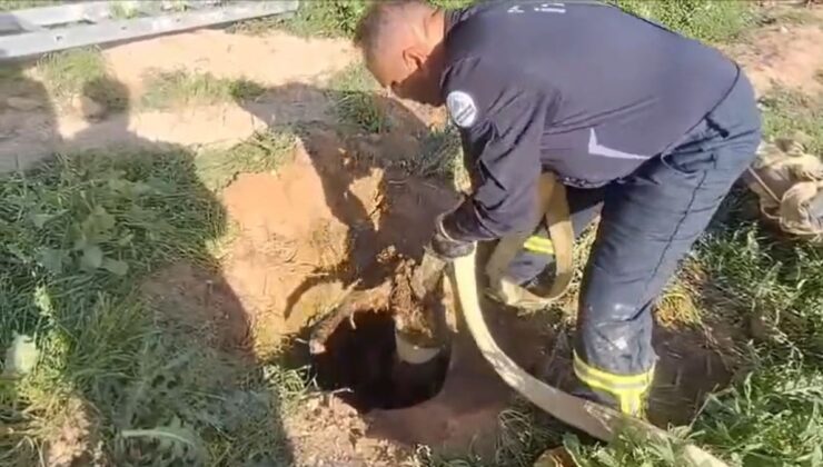 Adıyaman’da kanalizasyona düşen kuzu itfaiye ekiplerince kurtarıldı  – Videolu Haber