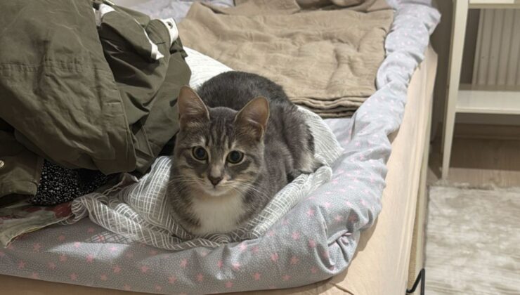 Adıyamanlı veteriner Ezgi Turhan, İstanbul’daki 6.2’lik depremde görevini sokağa taşıdı  – Videolu Haber
