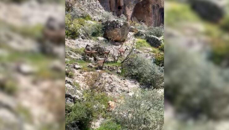 Sürü halindeki dağ keçileri görüntülendi  – Videolu Haber