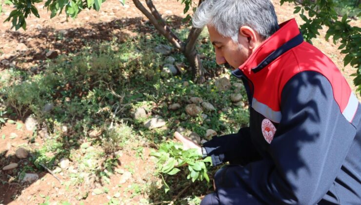 İl Müdürü Akkan, sahada dolu zararını inceliyor