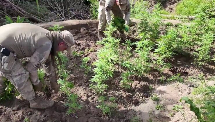 Dev operasyon: 12 milyon 389 bin kök kenevir ele geçirildi  – Videolu Haber