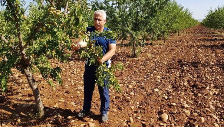 Mühendis Mehmet Çelebi: ‘Bademdeki verginin düşürülmesi, çiftçiyi hayal kırıklığına uğratmıştır’