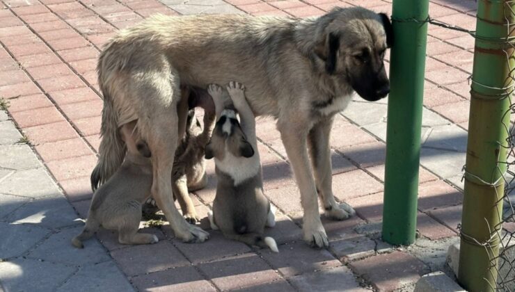 İstanbul Valiliği’nden sokak köpeklerini ‘kontrolsüz besleme’ yasağı