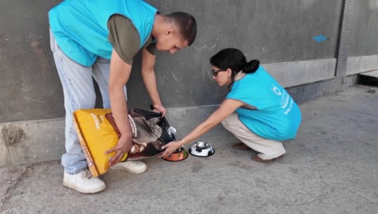 Adıyaman’da sokak hayvanları için 20 beslenme noktası oluşturuldu  – Videolu Haber