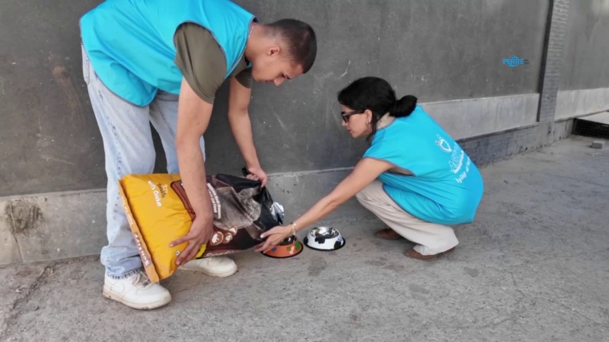 Adıyaman’da sokak hayvanları için 20 beslenme noktası oluşturuldu  – Videolu Haber