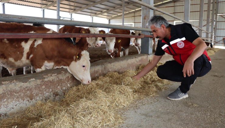 İl Müdürü Akkan; Hibe Destekli Modern Besi Çiftliğine İnceleme