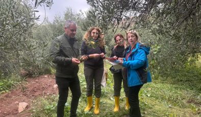 Yerel Zeytin Çeşitlerinin Geliştirilmesine Yönelik Çalışmalar Devam Ediyor