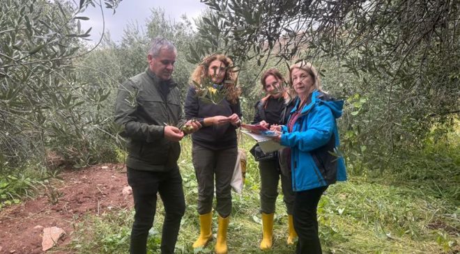 Yerel Zeytin Çeşitlerinin Geliştirilmesine Yönelik Çalışmalar Devam Ediyor