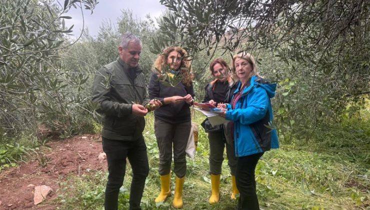 Yerel Zeytin Çeşitlerinin Geliştirilmesine Yönelik Çalışmalar Devam Ediyor